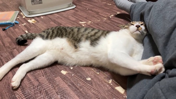 人に寄りかかる猫