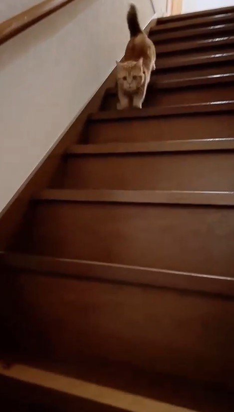 急いで階段を駆け下りる猫