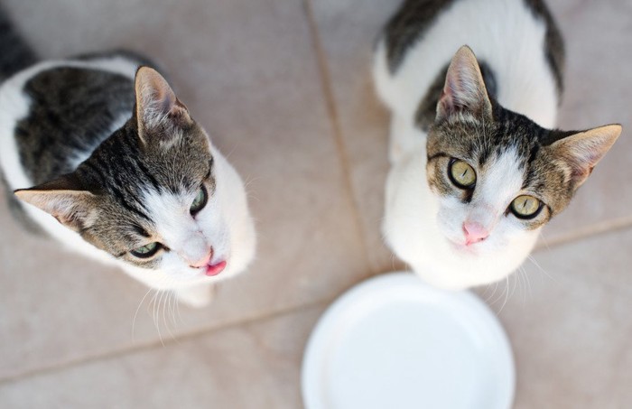 餌をねだる二匹の猫