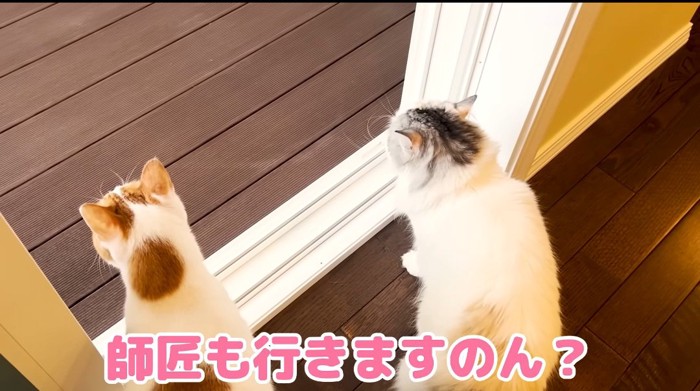 外を見る猫