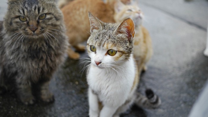 ご飯をもらいに集まる野良猫たち