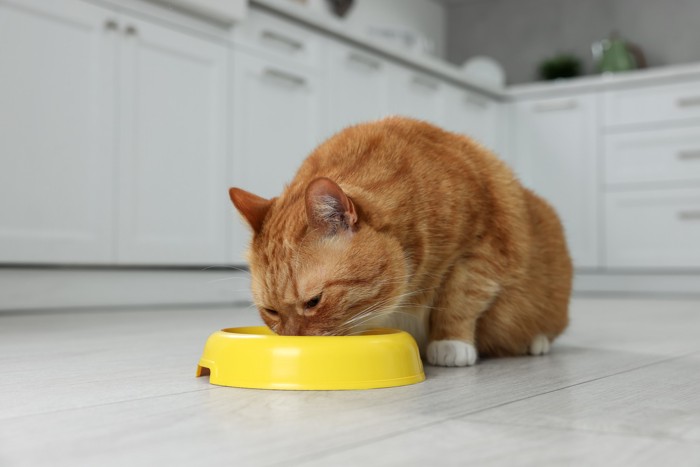 食器からフードを食べている猫