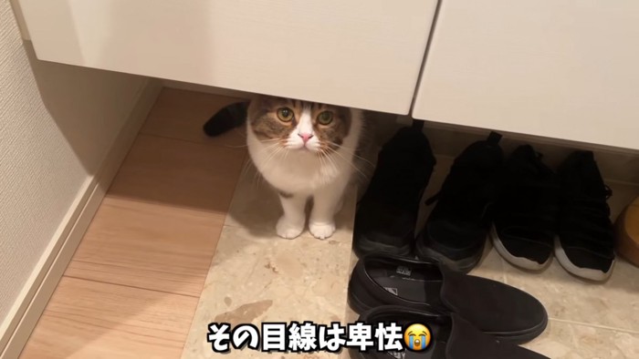 家具の下から見上げる猫