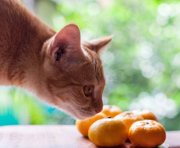 みかんの存在に気が付く猫