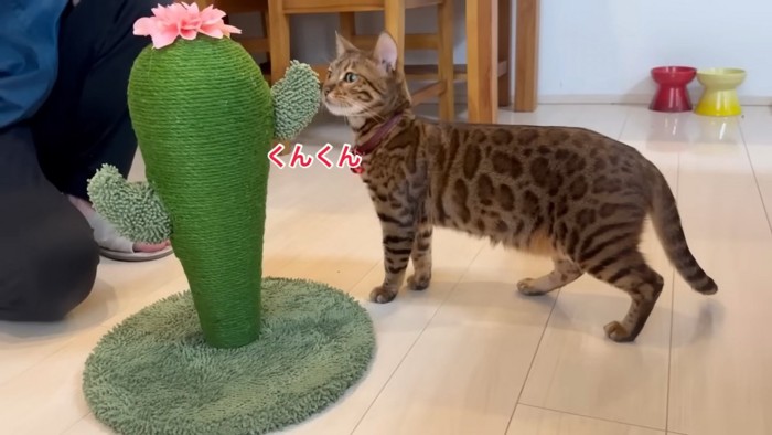 爪とぎと赤い鈴の猫