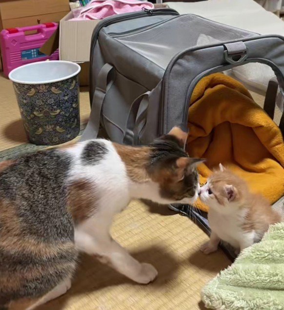 挨拶をする2匹の猫