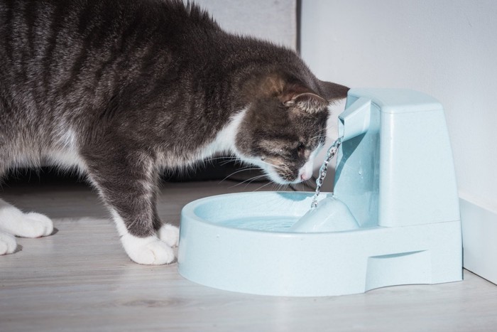 水を飲む猫