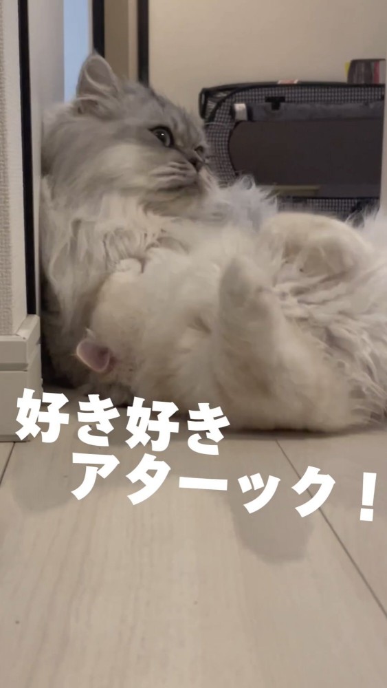 じゃれ合う2匹の猫