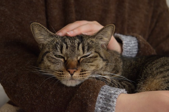 飼い主に抱っこされてリラックスしている猫