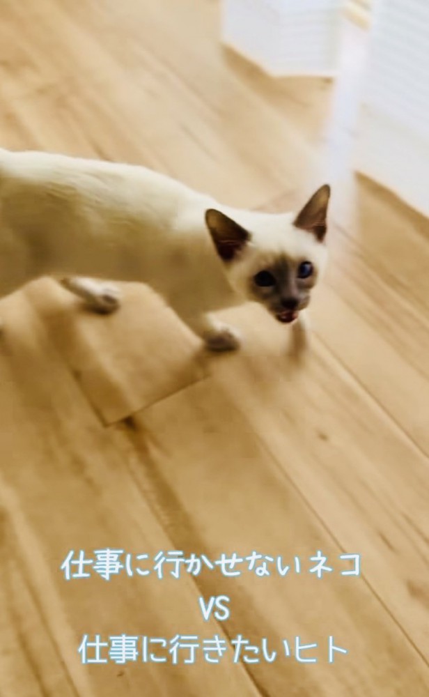 飼い主さんに向かって鳴く子猫