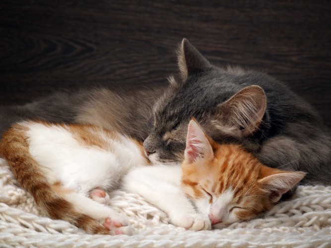 寄り添って寝る親子猫