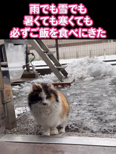 雪が積もる外にいる猫