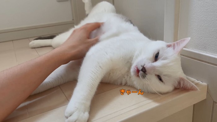 お返事する猫