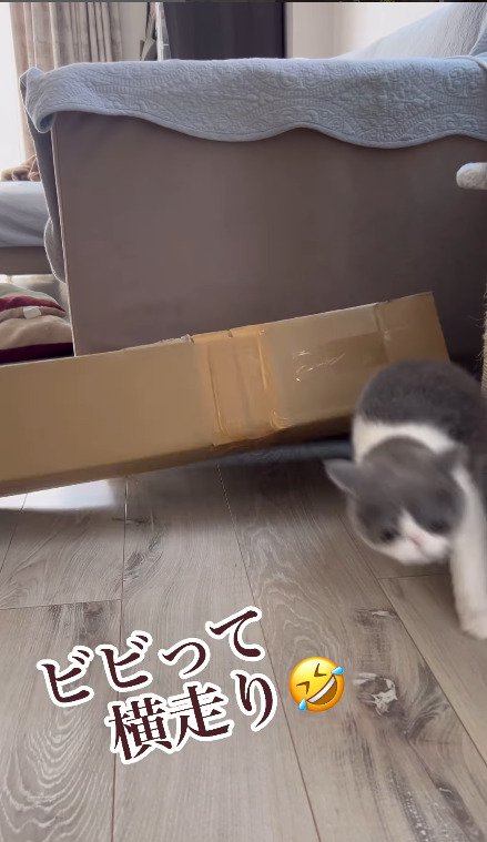 びっくりして横走りで逃げる猫