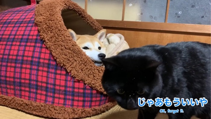 そっぽを向く猫