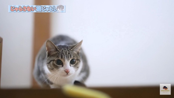 猫じゃらしを見つめるキジシロ