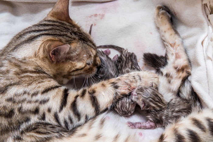 母猫と生後間もない子猫