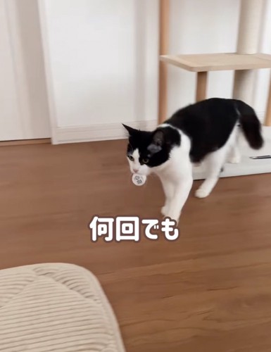 ペットボトルの蓋をくわえる猫