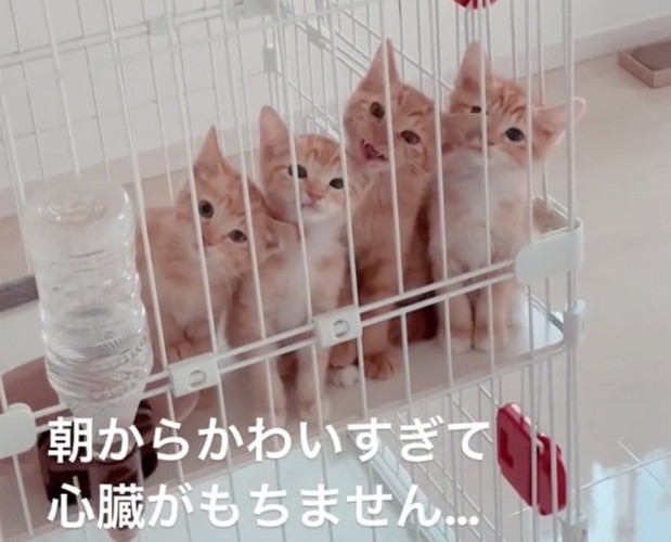 首を傾げる子猫たち