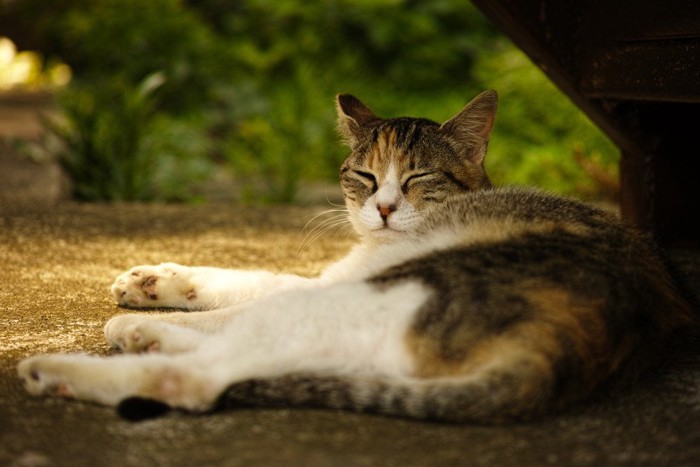 寝起きの猫