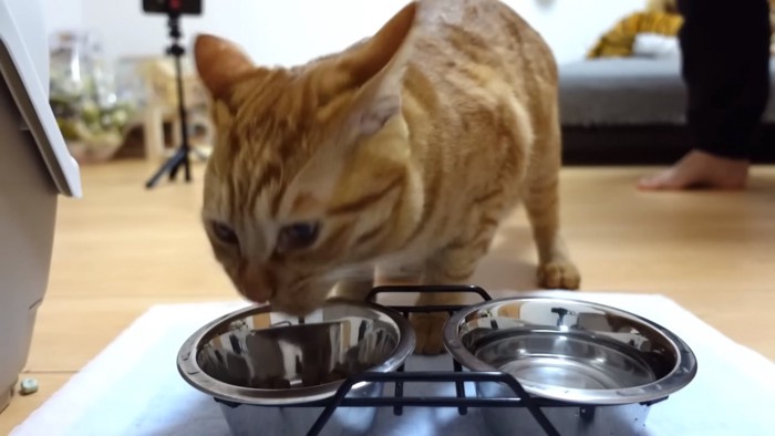 おやつを食べる猫