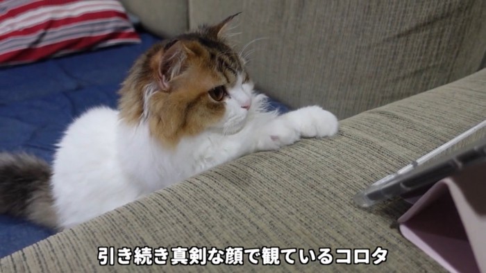 両手を揃えて動画を見る猫