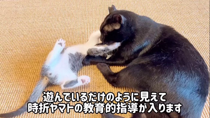 じゃれ合う子猫と黒猫