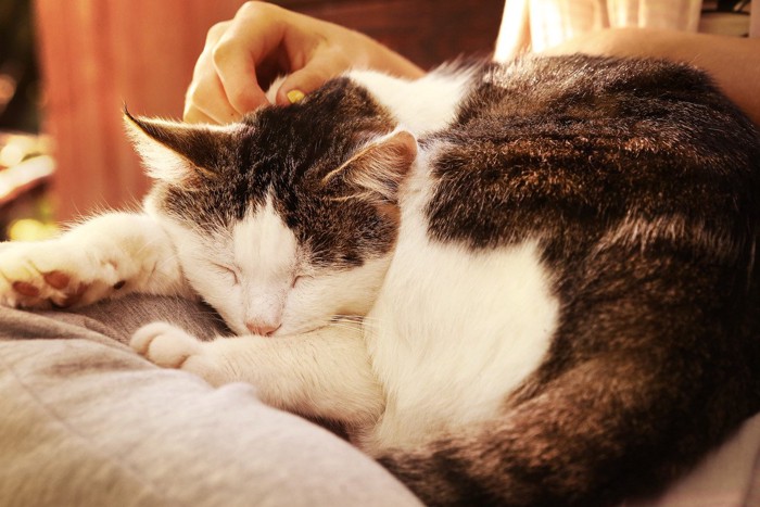 人間の膝でくつろぐ猫