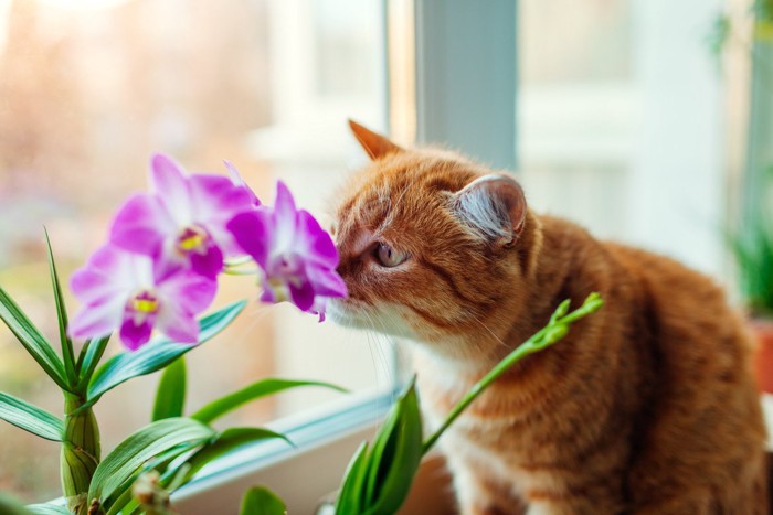 花の匂いを嗅ぐ猫