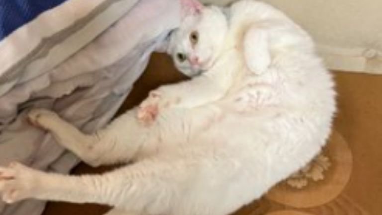 室内にいる猫