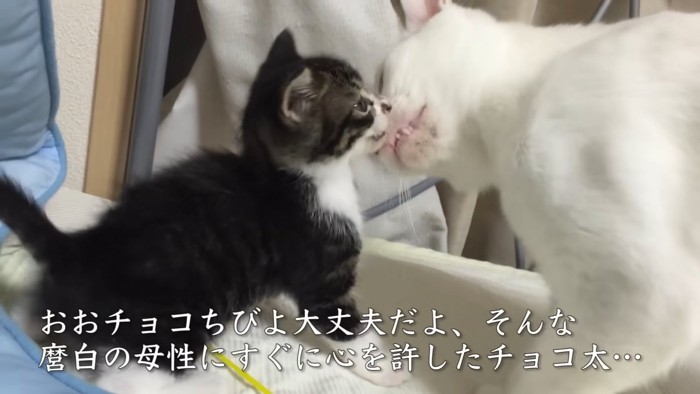 顔を近づける子猫と白猫