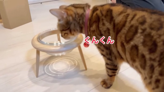 食器のにおいを嗅ぐ猫