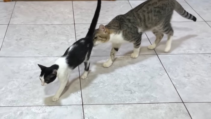 子猫のおしりのにおいを嗅ぐ成猫