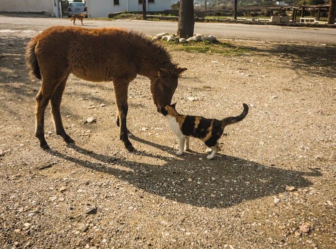 小さな馬に顔をスリスリする三毛猫