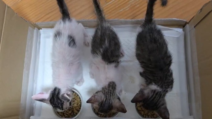 並んでごはんを食べる子猫たち