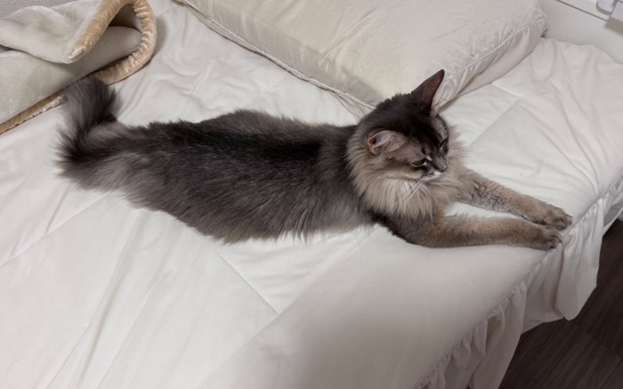 ベッドに寝そべる猫