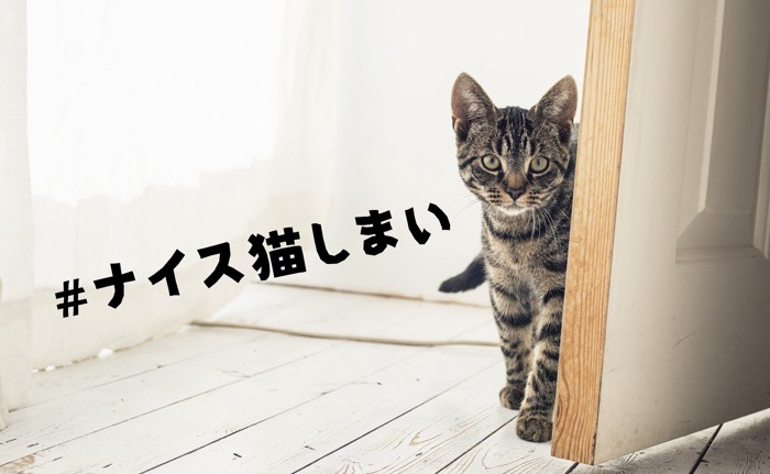 ナイス猫しまい