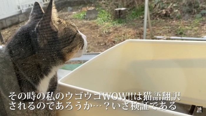 ヒトの猫語は？