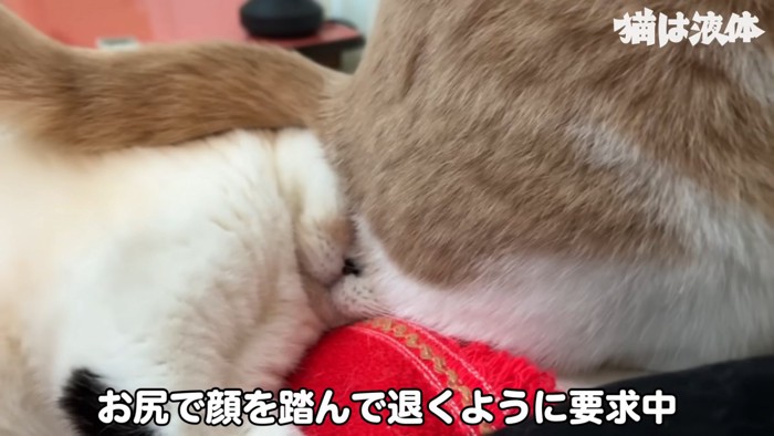 顔の上に座られる猫