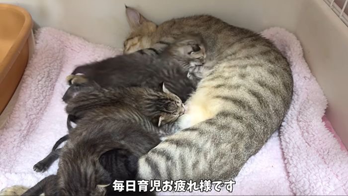 ママと子猫たち