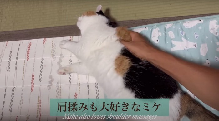 肩もみされる猫