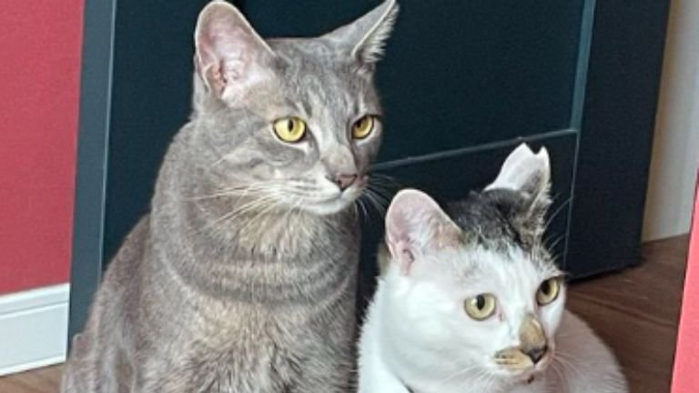 2匹の猫