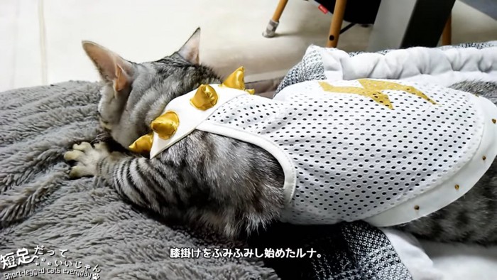 ひざ掛けをフミフミする猫