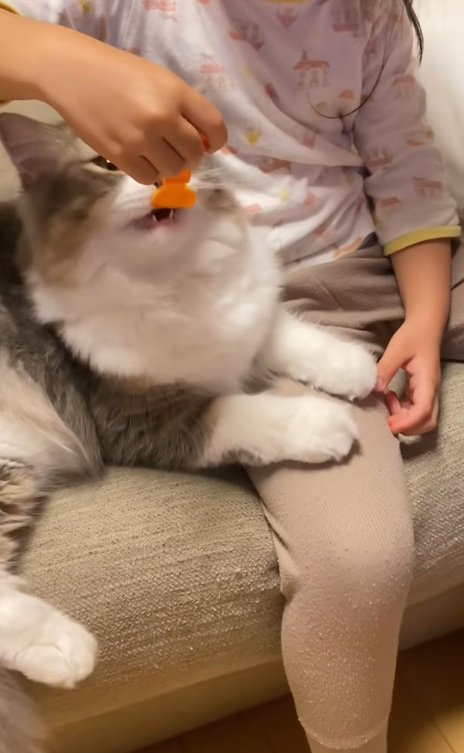 おもちゃのフォークに向かって口を開けるスコティッシュフォールド