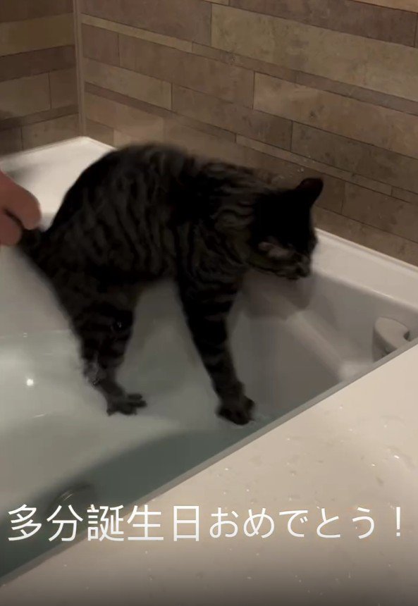 お風呂に落ちる猫