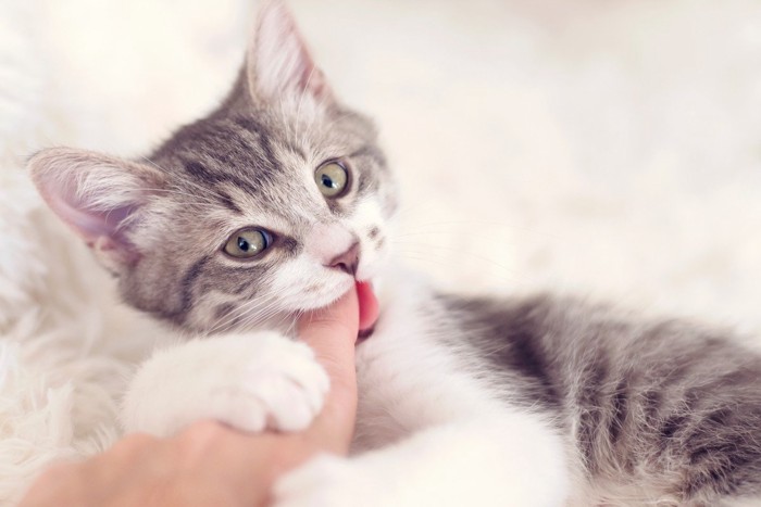 人の指を噛む子猫