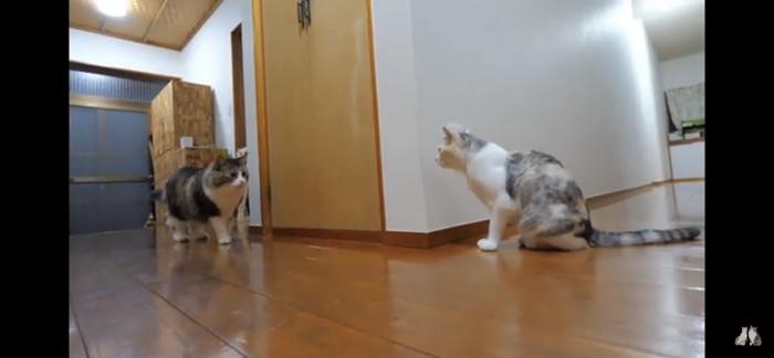 そっと近づく猫