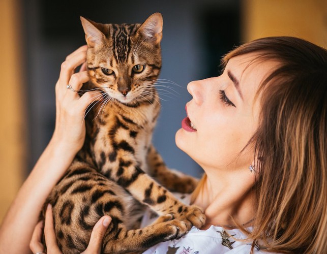 女性に抱かれているベンガル