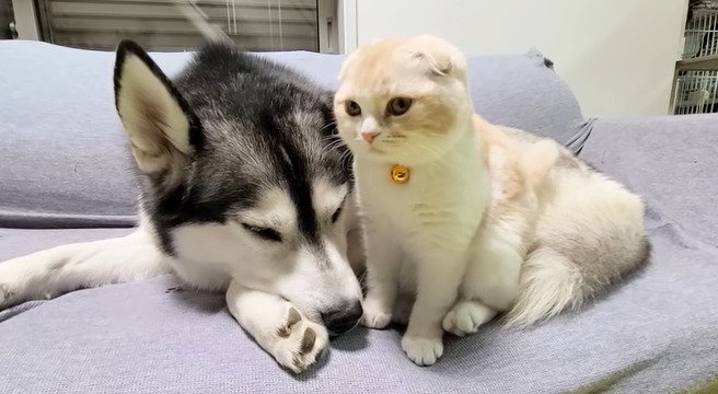 ソファの上の子猫と大型犬