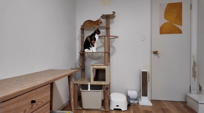 ドアの前で待っている猫